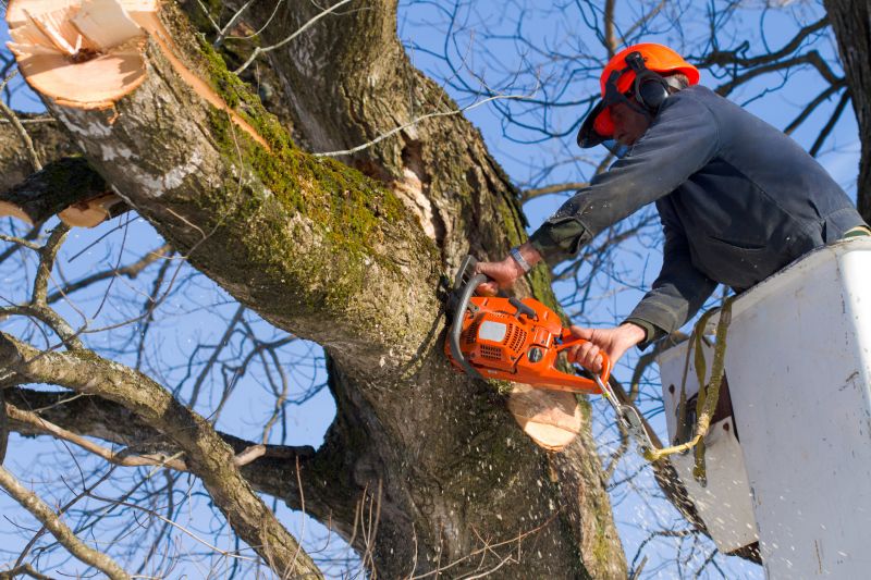Cherry Tree Removal