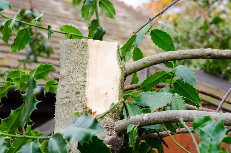 Dogwood Tree Removal