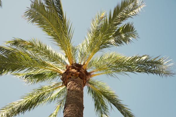 Palm Tree Removal in Boulder