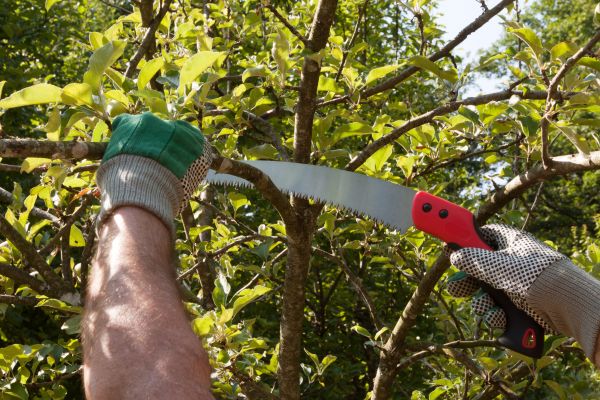 Small Tree Removal in Boulder