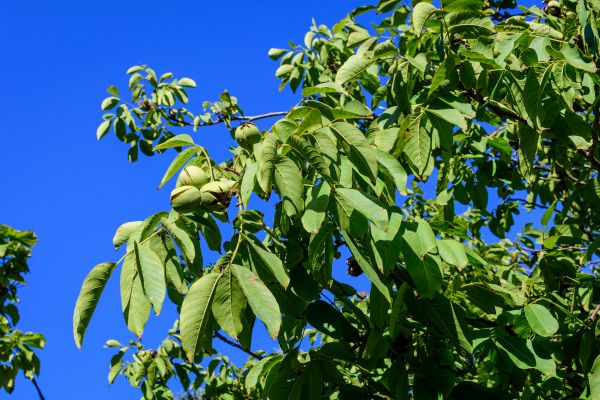 Cost of Walnut Tree Removal in Boulder