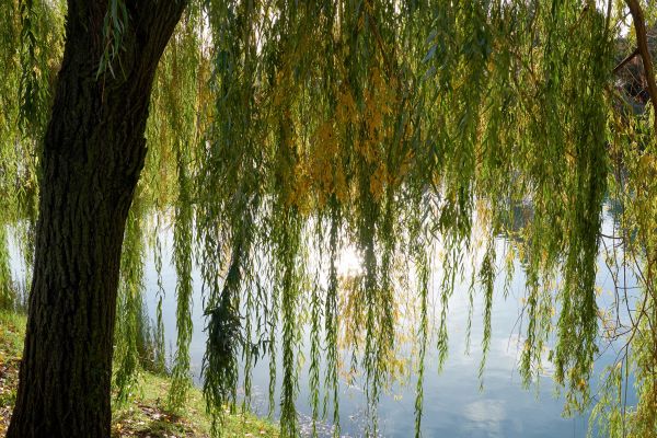 Cost of Willow Tree Removal in Boulder