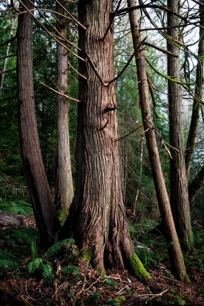 Cost of Cedar Tree Removal in Boulder