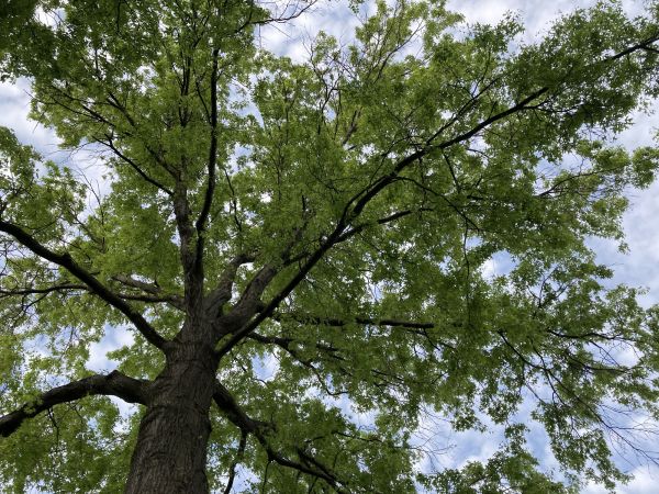Cost of Oak Tree Removal in Boulder