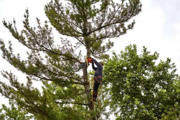 Cost of Pine Tree Removal in Boulder