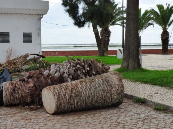 Palm Trees Removal in Boulder