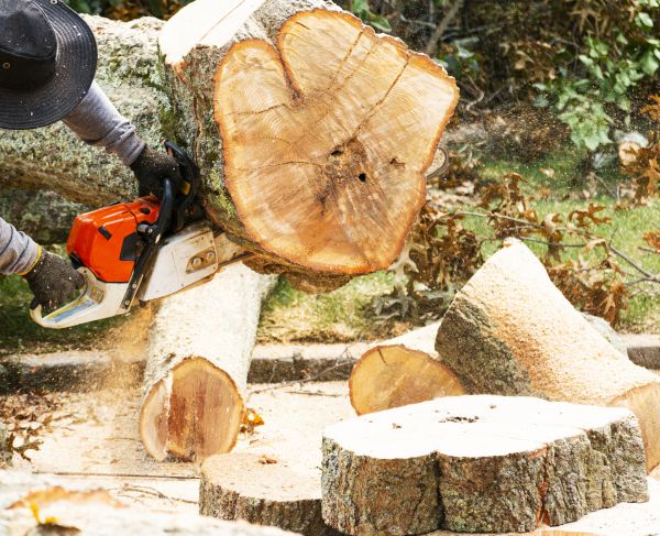 Tree Removal Service in Boulder