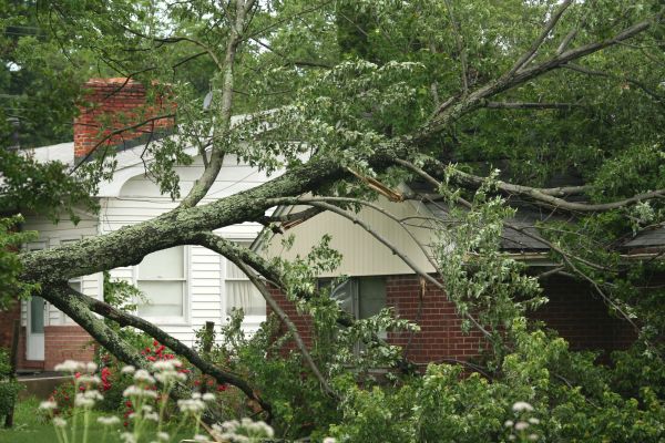 Emergency Tree Removal in Boulder