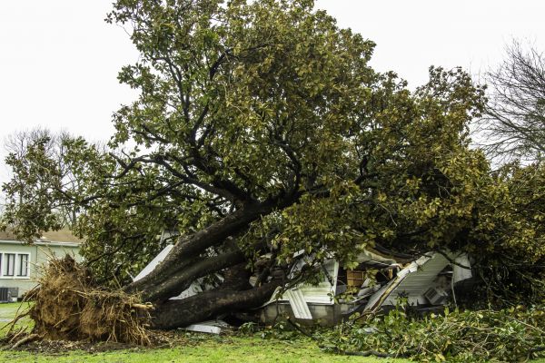 Fallen Tree Removal in Boulder