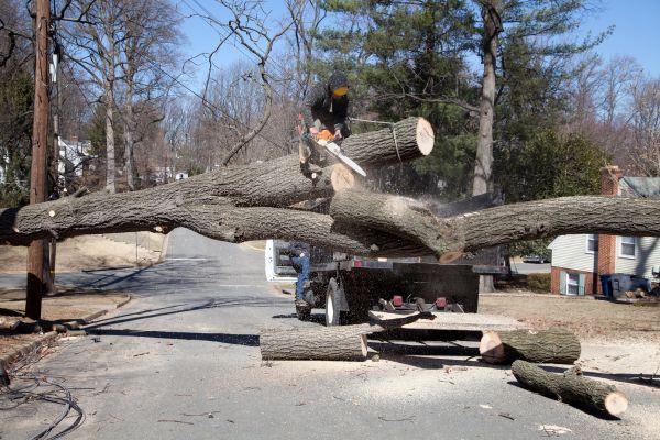 Cost of Residential Tree Removal in Boulder