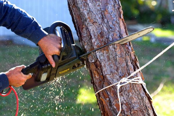 Dead Tree Removal in Boulder